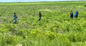 Kaduna farmers warn of looming food crisis over insecurity, fertiliser costs
