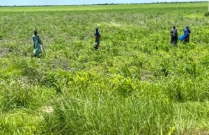 Rising input prices threaten food security across northern Nigeria