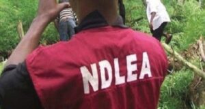 NDLEA arrests 8 suspected bandits in Ondo forest with explosives NDLEA, Barracks, Drug barons, Indian hemp, Suspected bandits