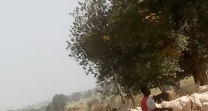 Police recover 500 rustled cattle, 8 motorcycles from gunmen in Niger Cattle