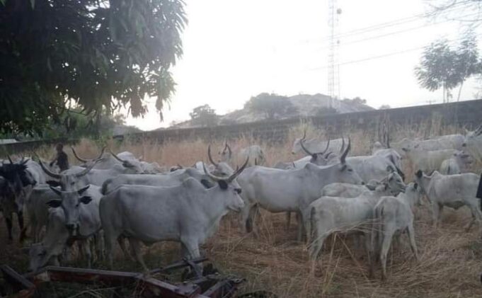 Cattle recovered by troops in Kaduna Cattle