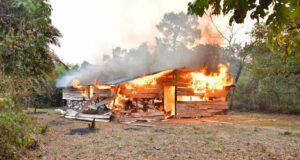 NDLEA razes over 317,417kgs cannabis in Edo forests NDLEA
