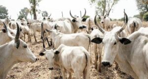 Nigeria imports cows from Denmark to slash $1.5bn annual milk import Nigeria, Celestial Church, Cows