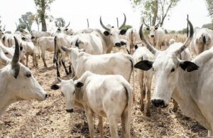 Gates Foundation lifts consortium with $5m grant to boost Nigeria’s dairy sector Nigeria, Celestial Church, Cows