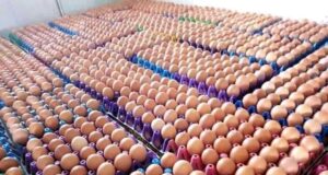Ramadan: Price of eggs skyrockets in Kano Eggs