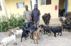 Man jailed one year for stealing he-goat Goats