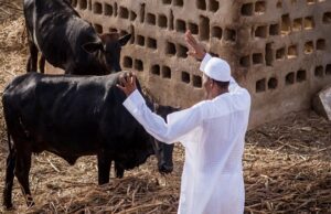 Inside Buhari’s cattle farm, by Femi Adesina Buhari