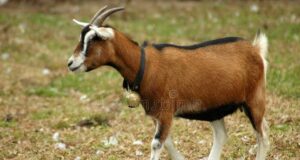 Housewife in court for stealing goat Housewife, Teenager, Ekiti driver, Goat