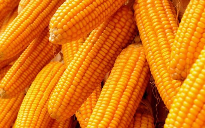 Maize Maize