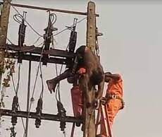 DisCo official electrocuted in Enugu Enugu, Cable