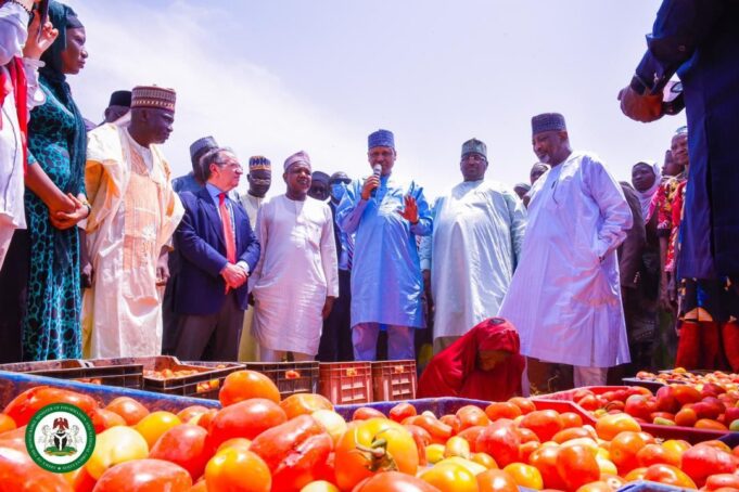 FG unveils tomato processing factory in Kebbi Tomato