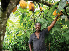 Cocoa farmers seek local processing to regulate price, boost production Cocoa farmers