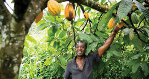 Cocoa farmers seek local processing to regulate price, boost production Cocoa farmers