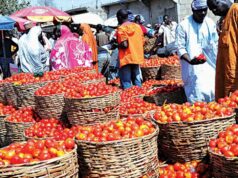 Tomato farmers forecast price hike after Ramadan Tomato, Farmer, Food prices, Nigeria’s inflation rate
