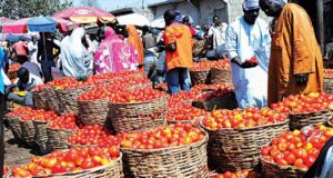 Tomato farmers predict steady price hike from May Tomato, Farmer, Food prices, Nigeria’s inflation rate