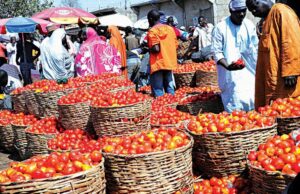 Tomato prices’ll drop from August, traders reassure Nigerians Tomato, Farmer, Food prices, Nigeria’s inflation rate