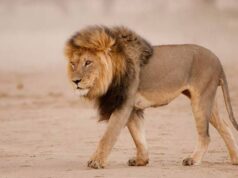 Lion kills woman in US mountain Lion, Obasanjo Library