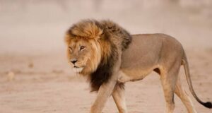 Lion kills woman in US mountain Lion, Obasanjo Library
