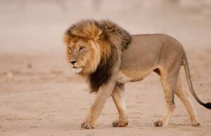 Lion kills woman in US mountain Lion, Obasanjo Library