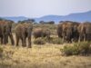 Rescued elephant calf highlights Nigeria’s conservation challenges Elephant, Zimbabwe