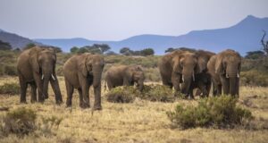 Rescued elephant calf highlights Nigeria’s conservation challenges Elephant, Zimbabwe