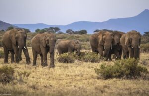 Rescued elephant calf highlights Nigeria’s conservation challenges Elephant, Zimbabwe