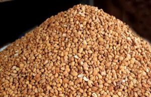 Between Jigawa govt and drop in grain prices Beans price