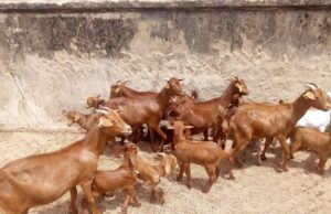 Urban renewal: Govt impounds goats for damaging newly planted trees