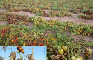 Tomato farmers hit hard as pest outbreak costs Nigeria N1.3bn