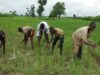 BOA, AFAN roll out dry-season funding for 400,000 farmers