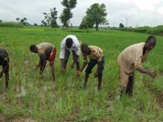BOA, AFAN roll out dry-season funding for 400,000 farmers