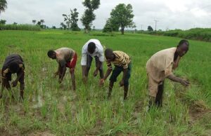 Kwara farmers decry persistent attacks by hoodlums