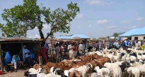 Drops in demand as ram dealers lament low sales ahead of Eid-el-Kabir
