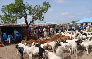 Drops in demand as ram dealers lament low sales ahead of Eid-el-Kabir