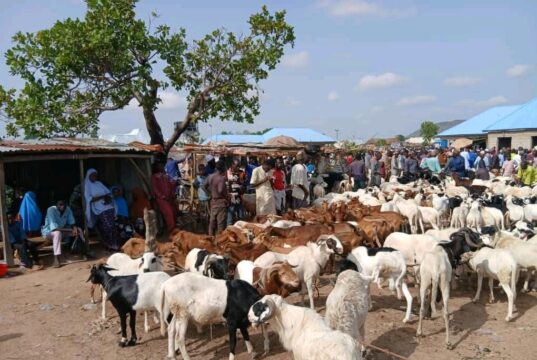 Drops in demand as ram dealers lament low sales ahead of Eid-el-Kabir