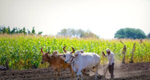 Lakurawa enforces cattle-only farming to Kebbi farmers