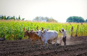Lakurawa enforces cattle-only farming to Kebbi farmers