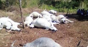Lightning kills 32 cows in Ogun Cows