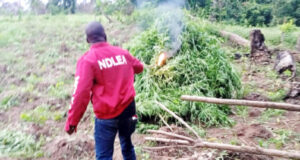 NDLEA destroys 2 cannabis farms in Edo