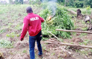 NDLEA destroys 2 cannabis farms in Edo
