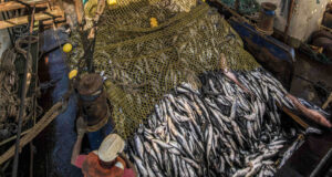 FG to ban fish importation, boost local aquaculture