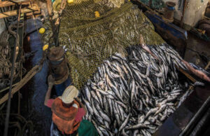 $1bn investment could halve Nigeria’s fish imports in 4 years – TADAN
