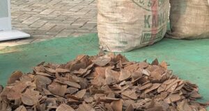 Customs seizes 420kg of pangolin scales in major anti-wildlife operation in Kano