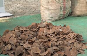Customs seizes 420kg of pangolin scales in major anti-wildlife operation in Kano