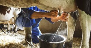 FG, AFD, ECOWAS collaborate to strengthen Nigeria’s dairy sector