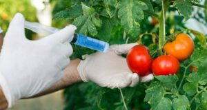 FG assures Nigerians on safety of GMOs, says technology key to food security