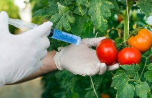 FG assures Nigerians on safety of GMOs, says technology key to food security