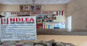 NDLEA intercepts 9kg of cannabis in Kano