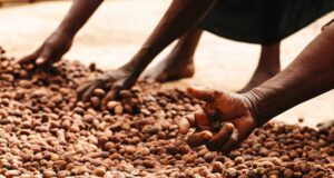Shea nut export ban threatens farmers’ livelihoods, investor confidence – CPPE