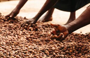 FG must phase shea nut export ban to protect stakeholders – Alliance